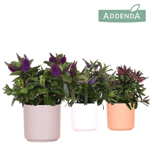 Hebe Hebedonna Alexa 30cm 12cm Pot