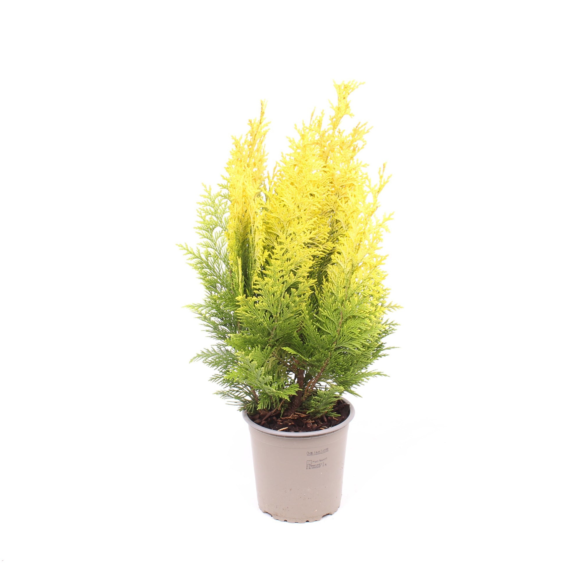 Chamaecyparis Ivonne 35cm 13cm Pot