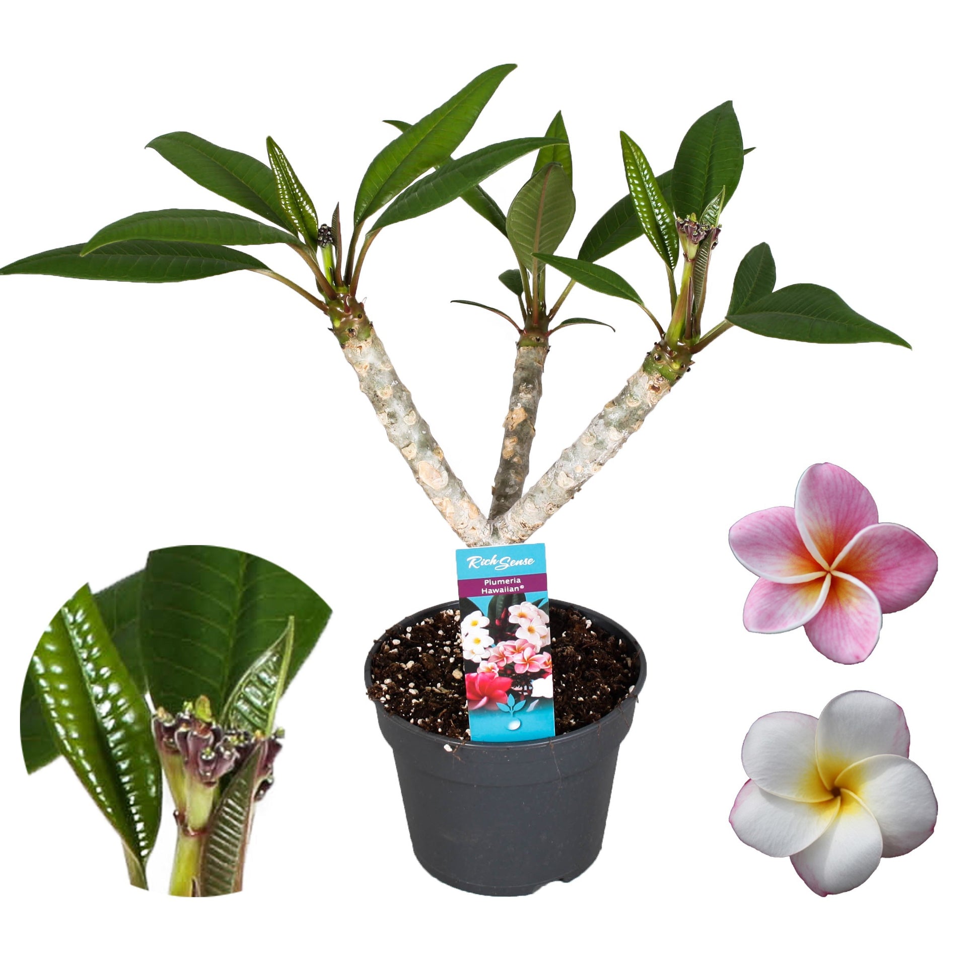 Plumeria alba 50cm 17cm Pot