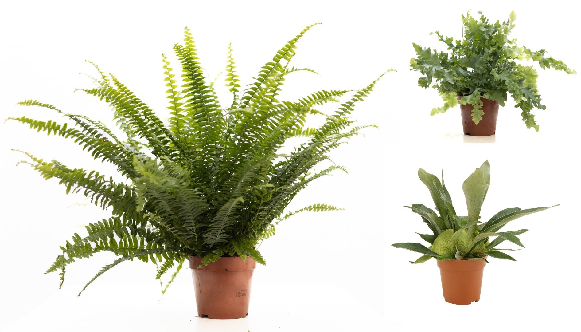 Pure Collection Ferns mix Pack of 6