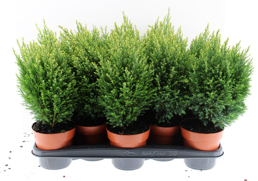 Chamaecyparis Snow White 50cm 13cm Pot