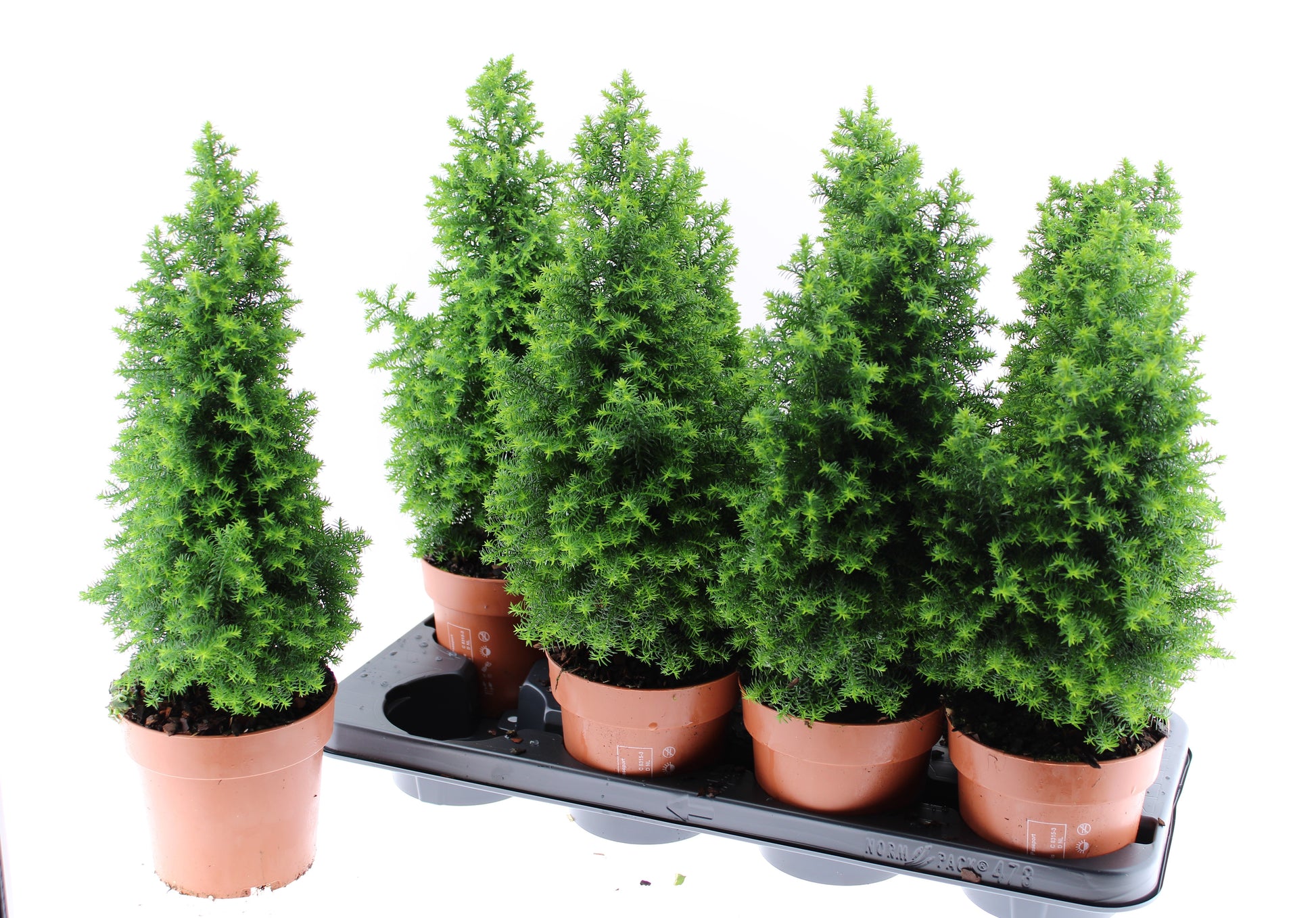 Chamaecyparis thy. Top Point 45cm 13cm Pot