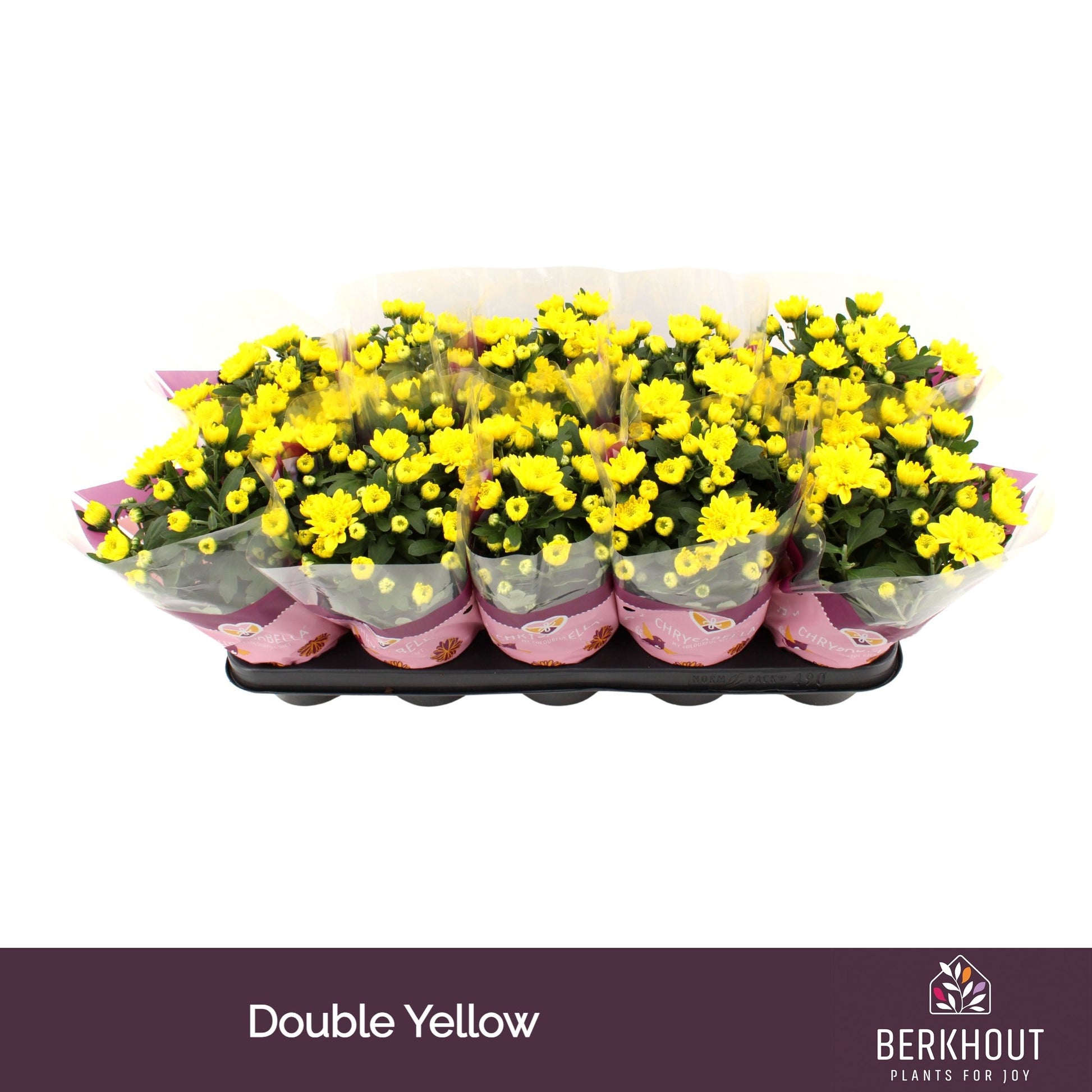 Berkhout Plants Chrysanthemum Cozy Pack of 10