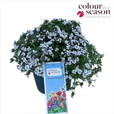 Gypsophila cerastioides 30cm 19cm Pot