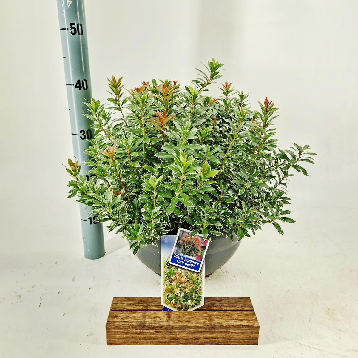 Pieris japonica Little Heath 40cm 33cm Pot
