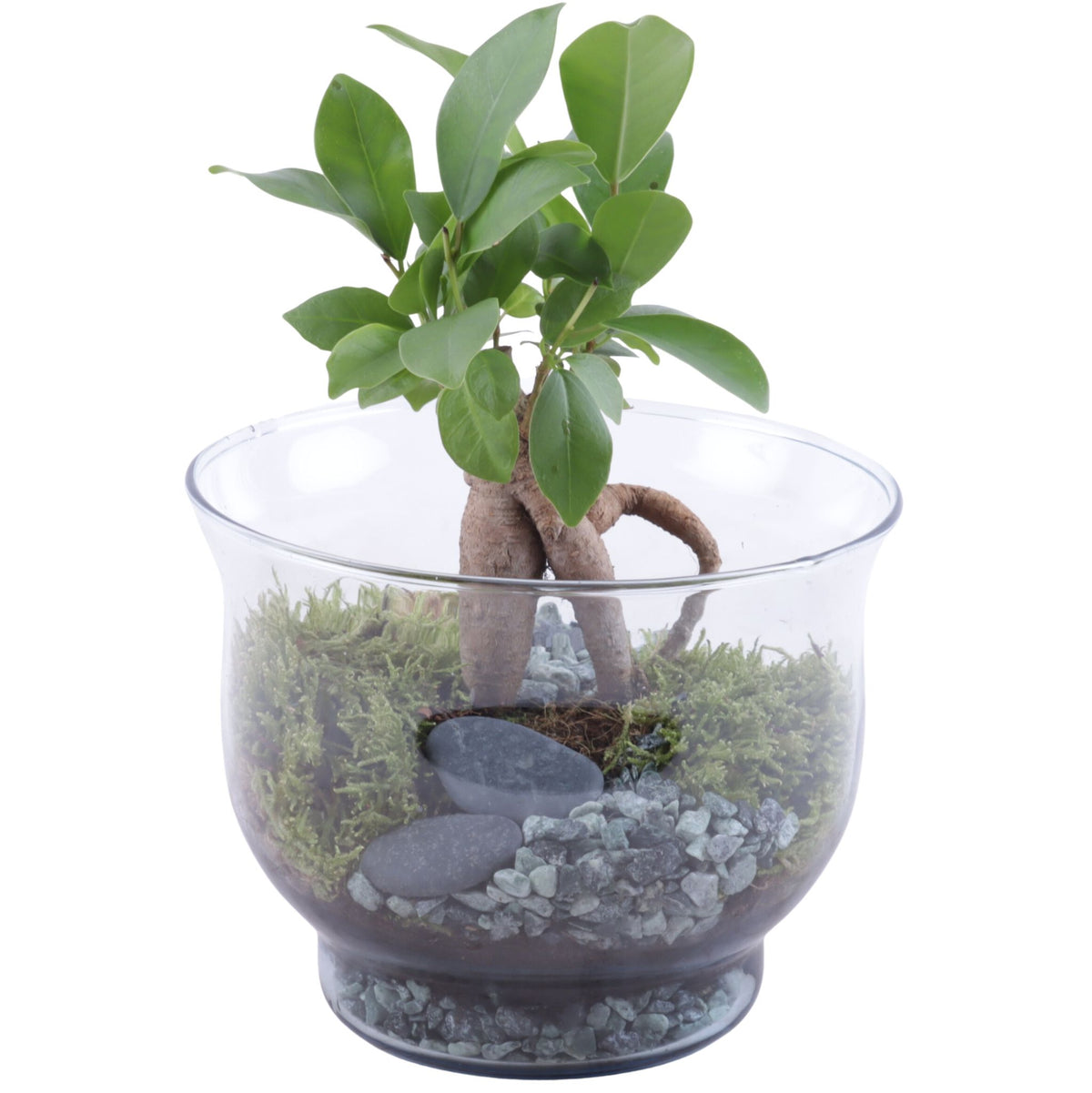 Ficus Ginseng 25cm 16cm Pot