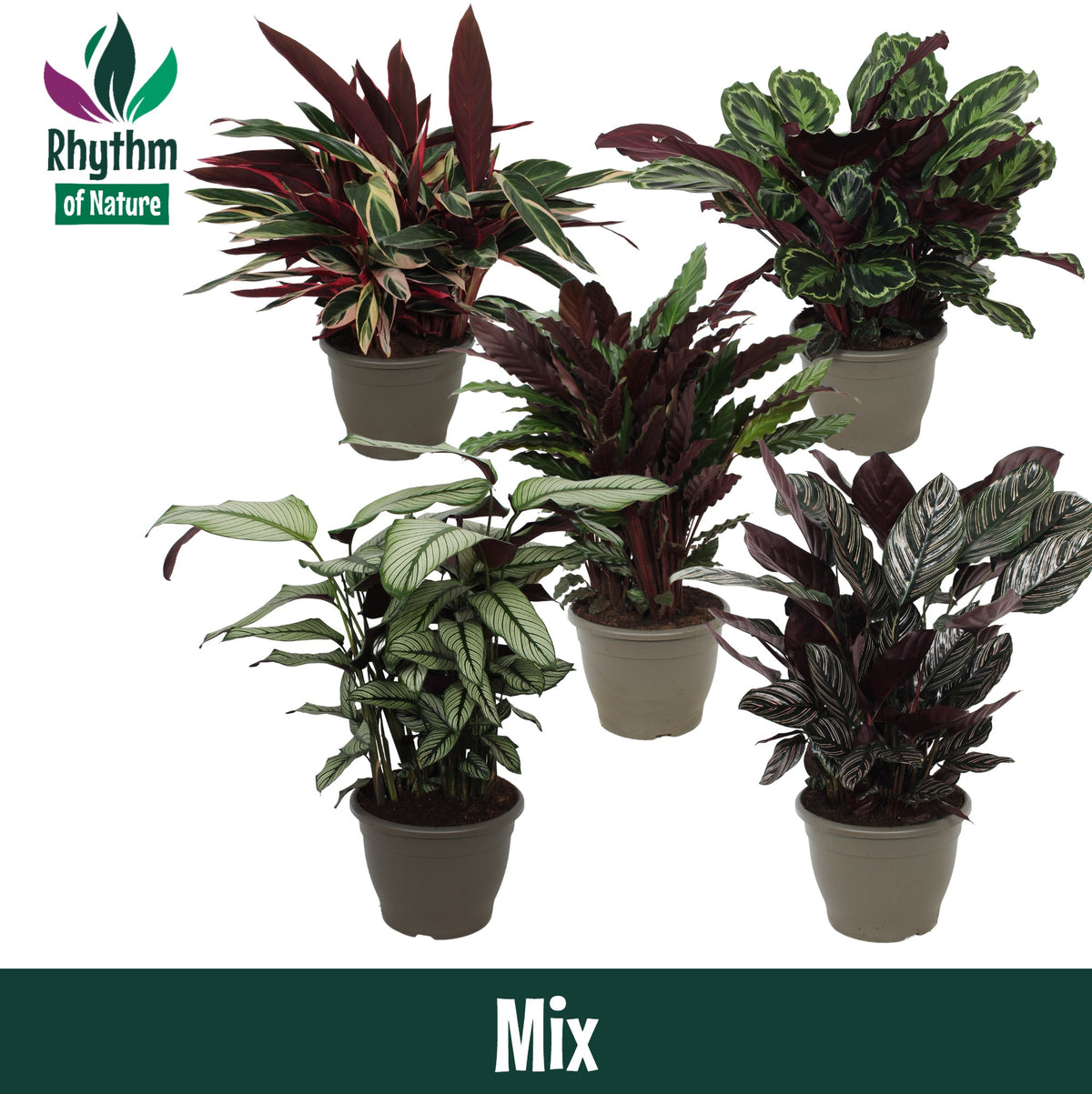 Calathea mix 85cm 32cm Pot