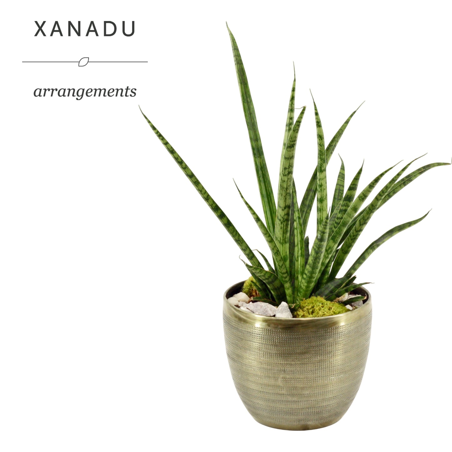 Xanadu Phoenix 40cm 19cm Pot