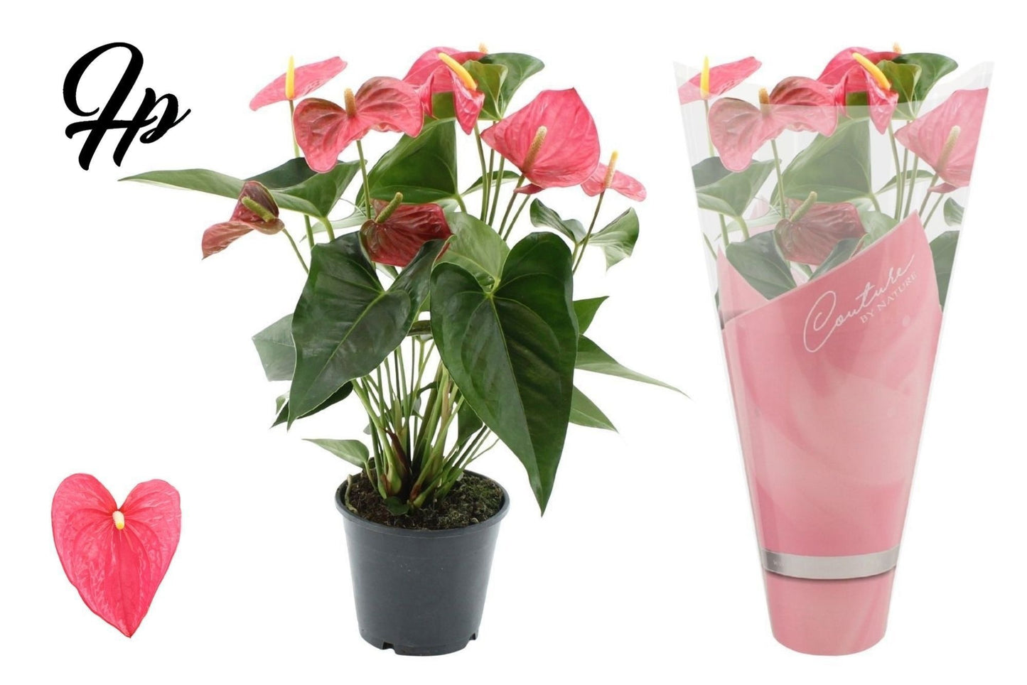 Anthurium Maine 45cm 14cm Pot