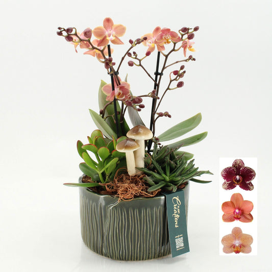 PHALHE-2608 Autumn Phalaenopsis 45cm 18cm Pot