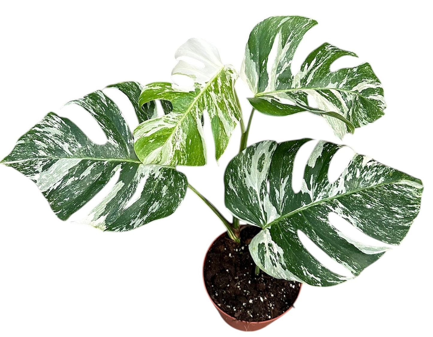 Monstera Variegated 50cm 17cm Pot