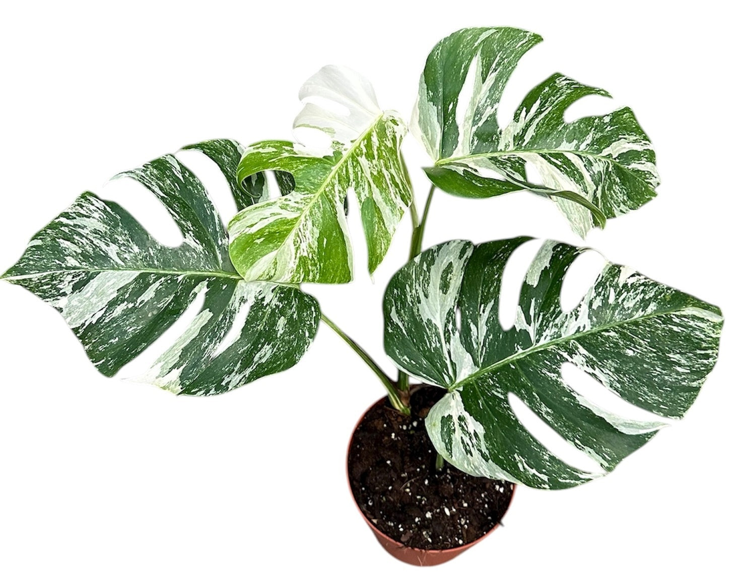 Monstera Variegated 50cm 17cm Pot
