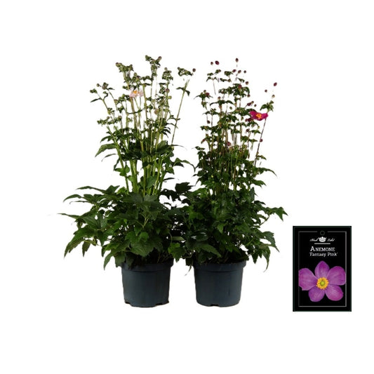 Anemone hup. Fantasy mix 70cm 19cm Pot