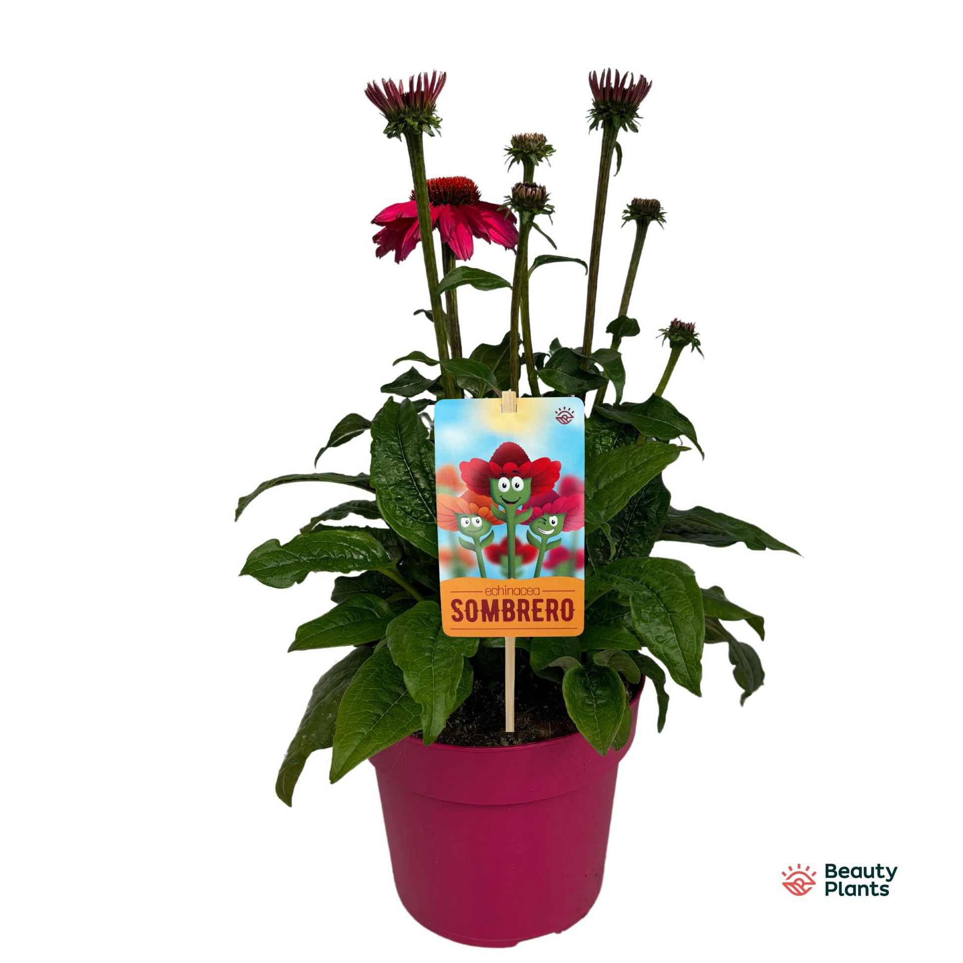 Echinacea Sombrero Rose 50cm 17cm Pot