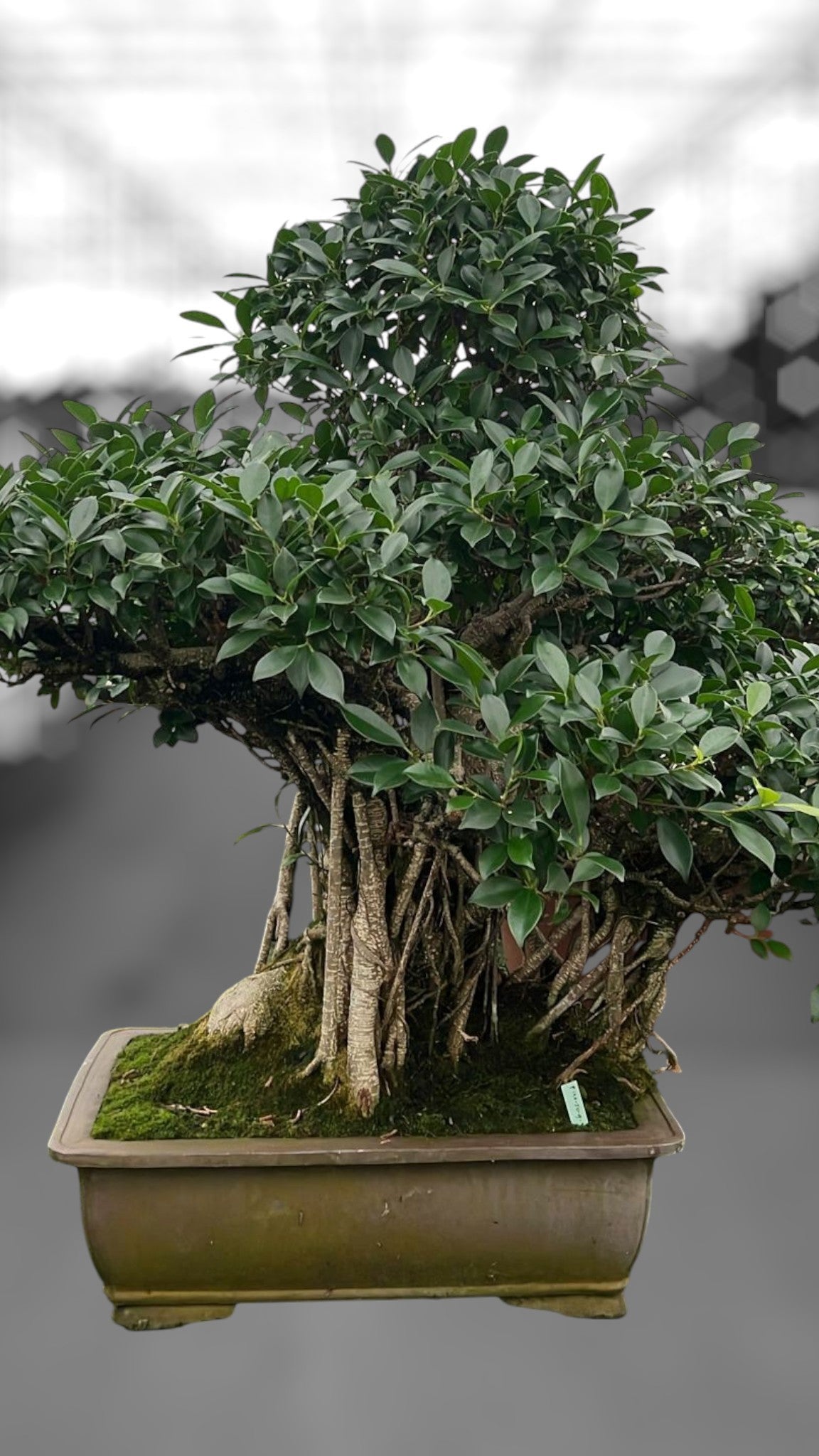 Bonsai Mix 100cm 50cm Pot