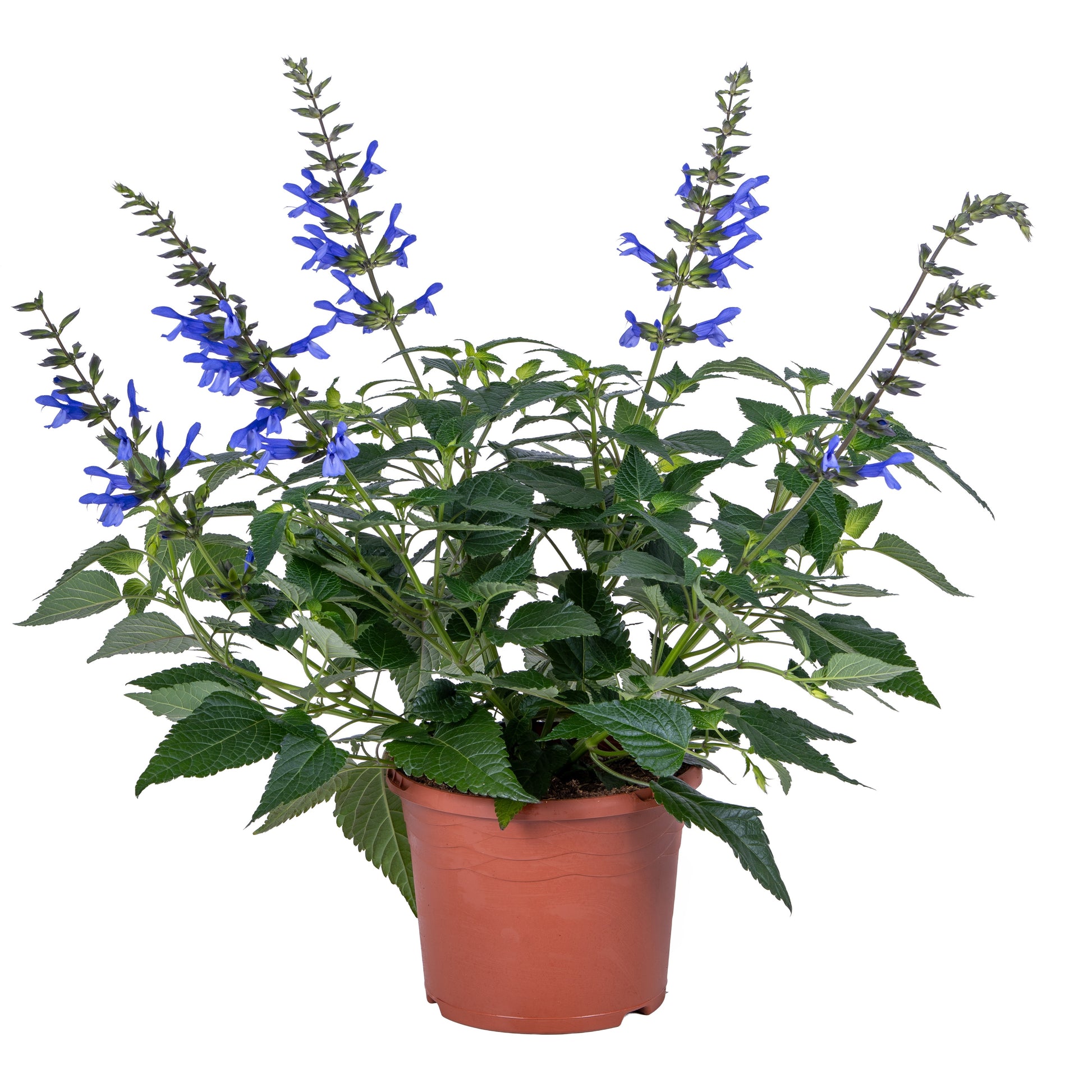Salvia Salgoon Lake Como 50cm 19cm Pot