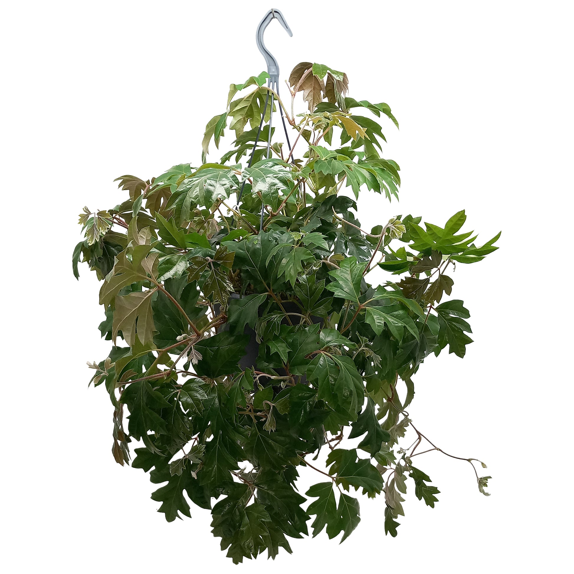 Quakelplant BV Cissus Ellen Danica Pack of 3