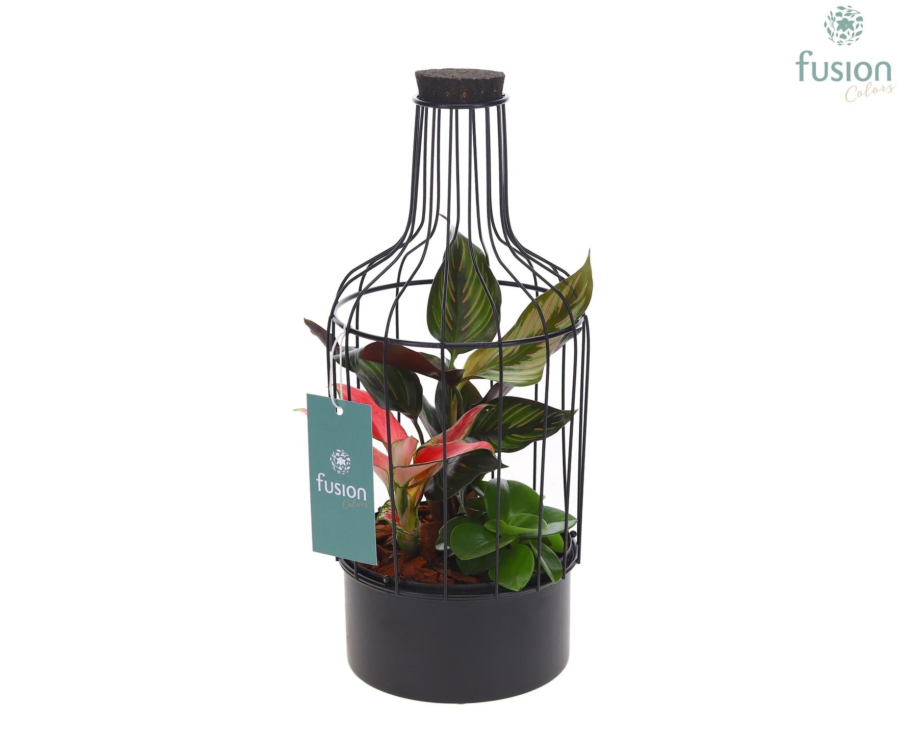 Metaal fles zwart Small met Trendy planten 29cm 13cm Pot