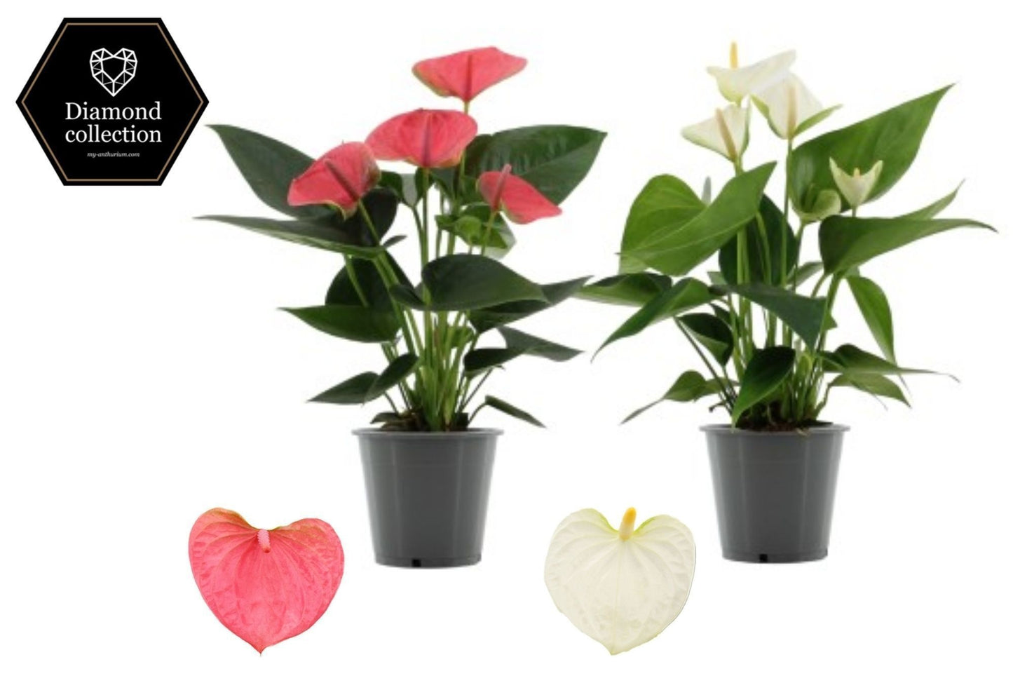 Anthurium mix 25cm 9cm Pot