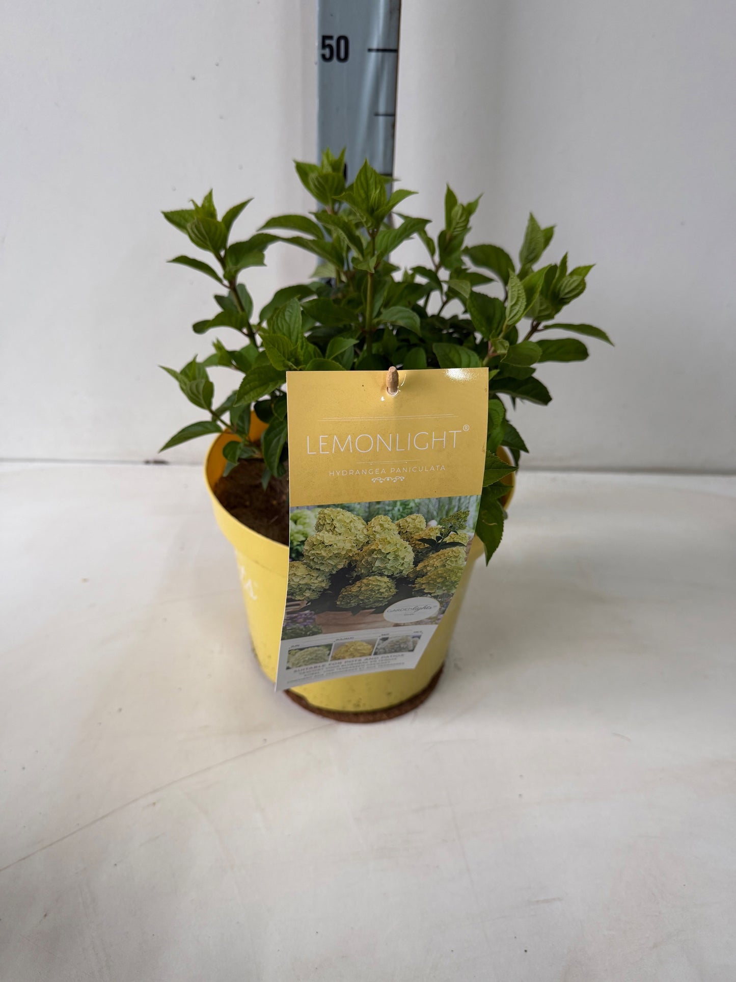 Hydrangea paniculata 55cm 26cm Pot