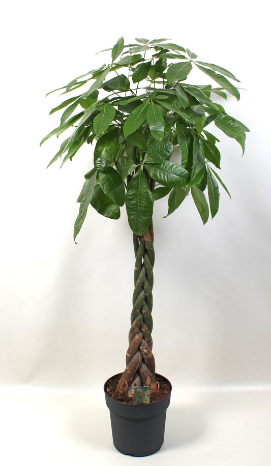 Pachira aquatica 160cm 27cm Pot