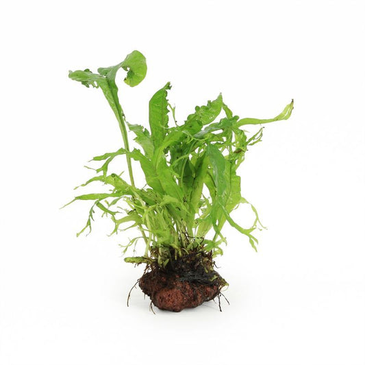 Aquarium plant mix 5cm 2cm Pot