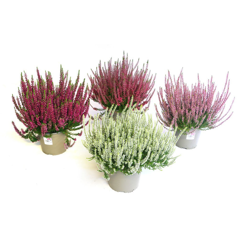 Calluna Garden Girls mix trolley 37cm 17cm Pot