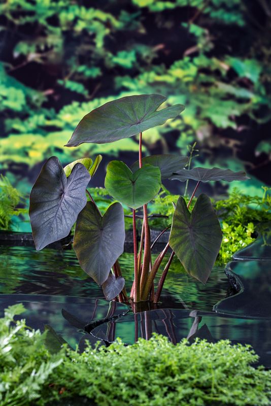 Waterplkw R. Moerings Colocasia Black Magic Pack of 10