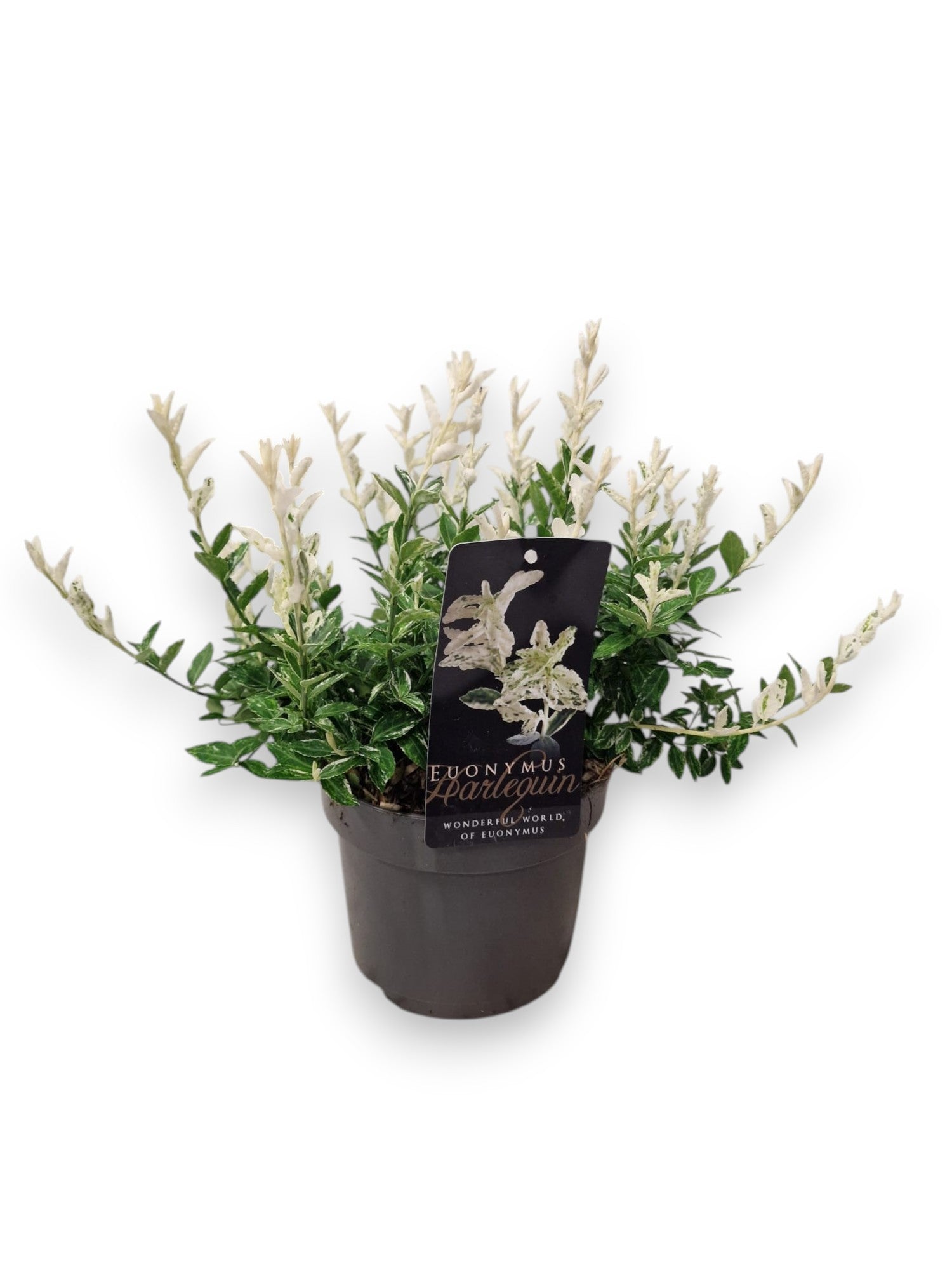 Euonymus Harlequin 35cm 17cm Pot