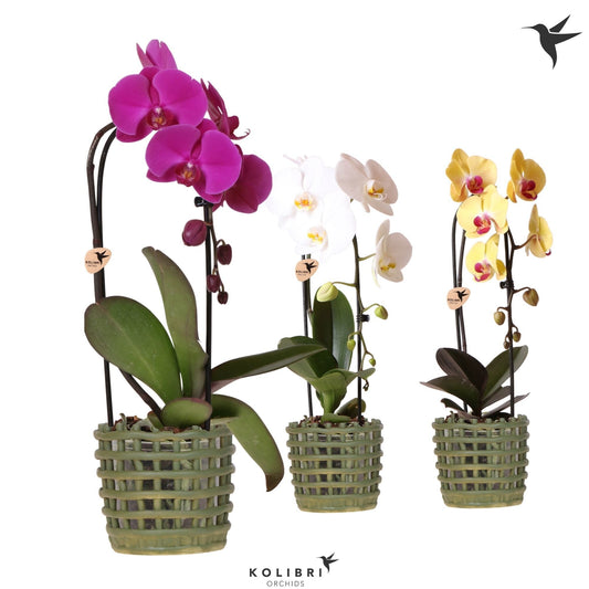 Phalaenopsis Elegant cascade 50cm 12cm Pot