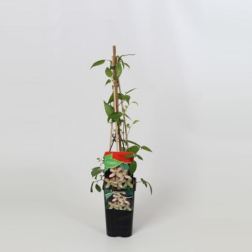 Clematis montana Marjorie 60cm 14cm Pot