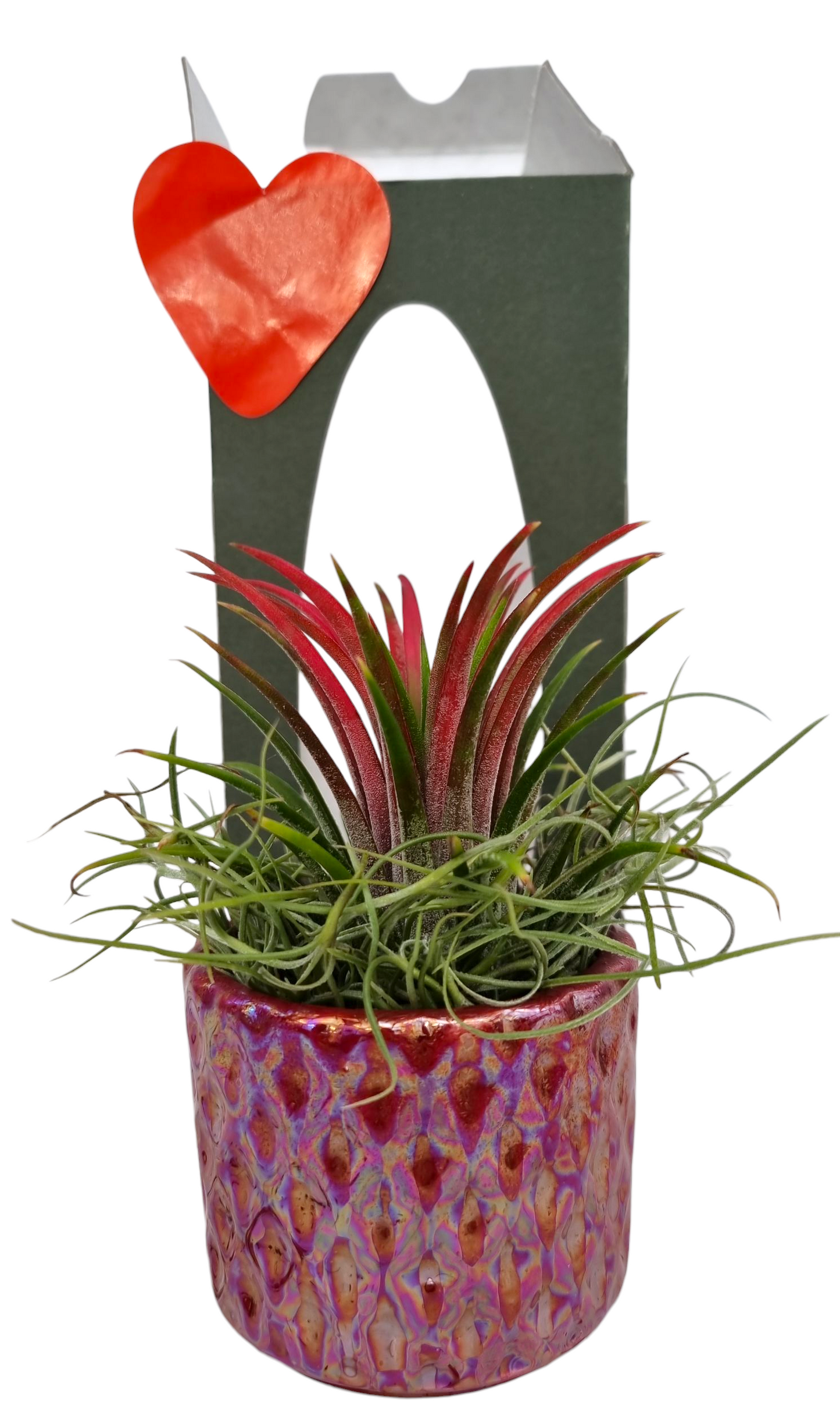 Tillandsia diamond red pot gift package 20cm 9cm Pot