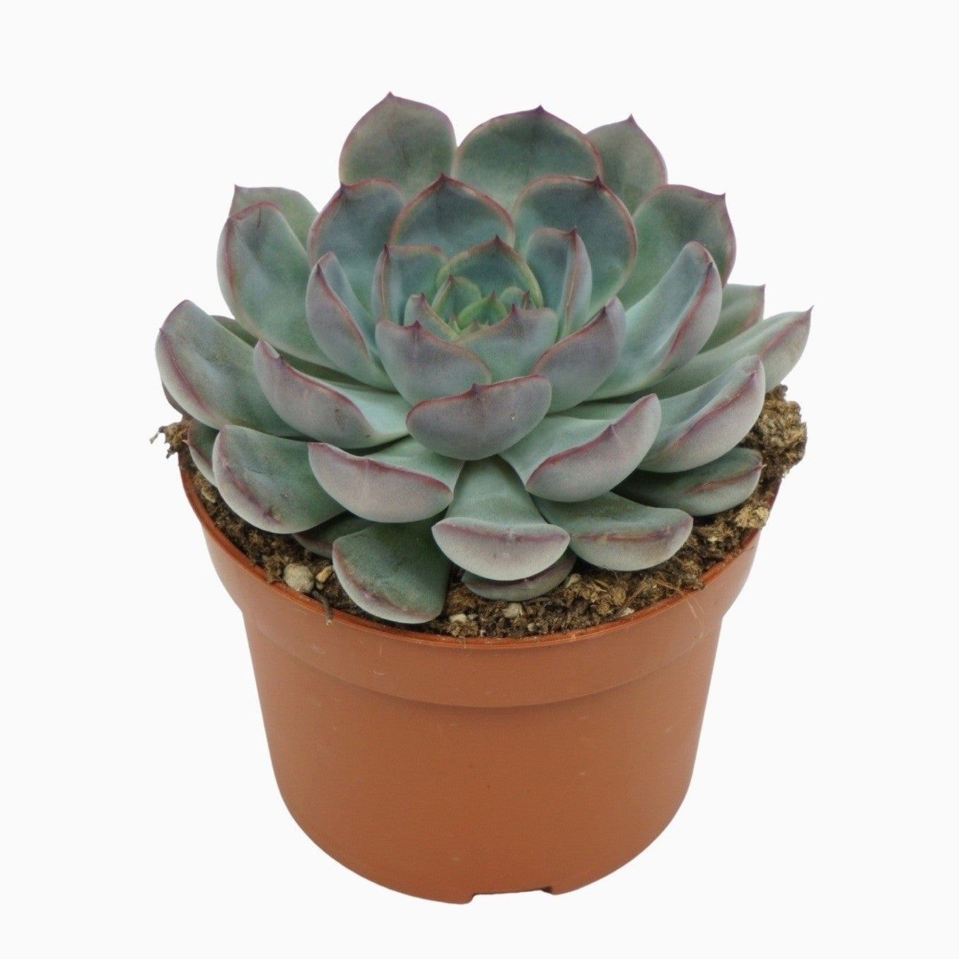 Echeveria Hercules 14cm 10.5cm Pot