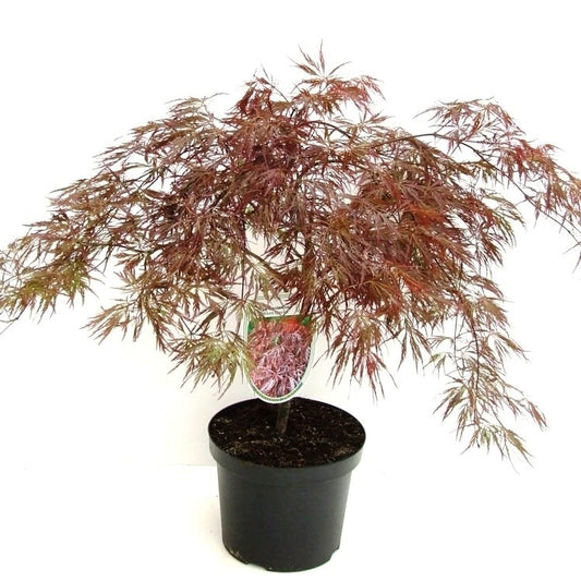 Acer Crimson Queen 70cm 26cm Pot