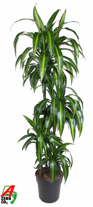 Dracaena fragrans Hawaiian Sunshine 140cm 27cm Pot