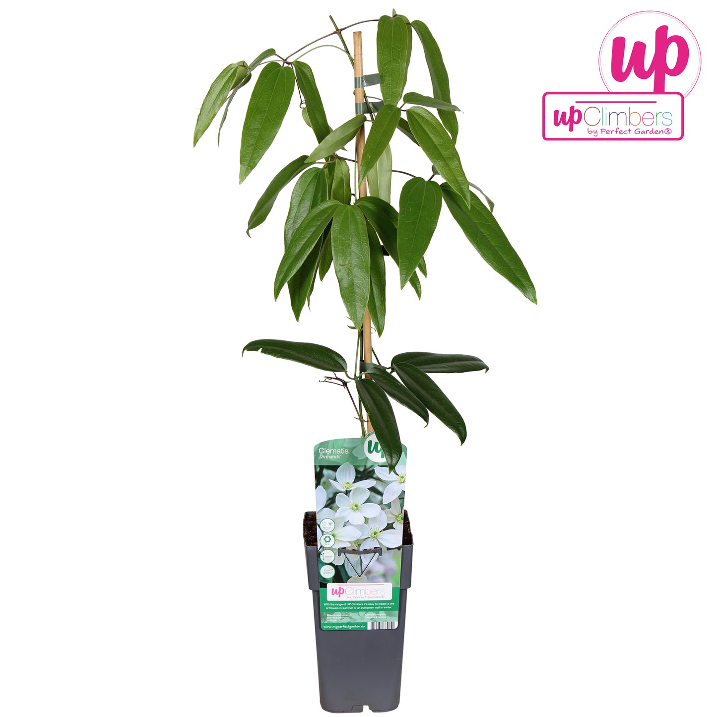 Clematis armandii 65cm 15cm Pot
