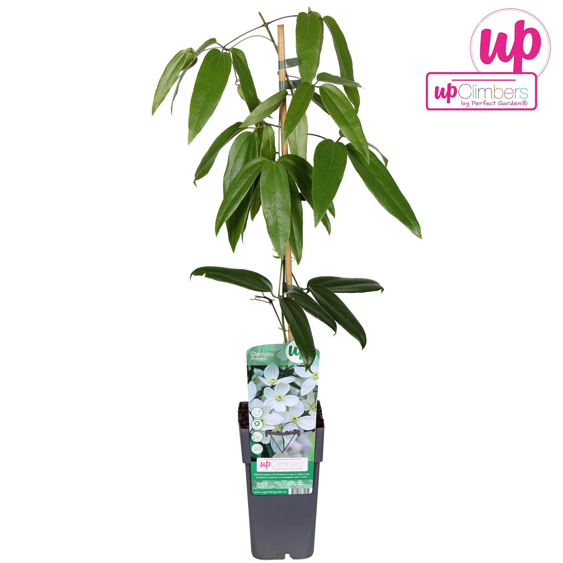 Clematis armandii 65cm 15cm Pot