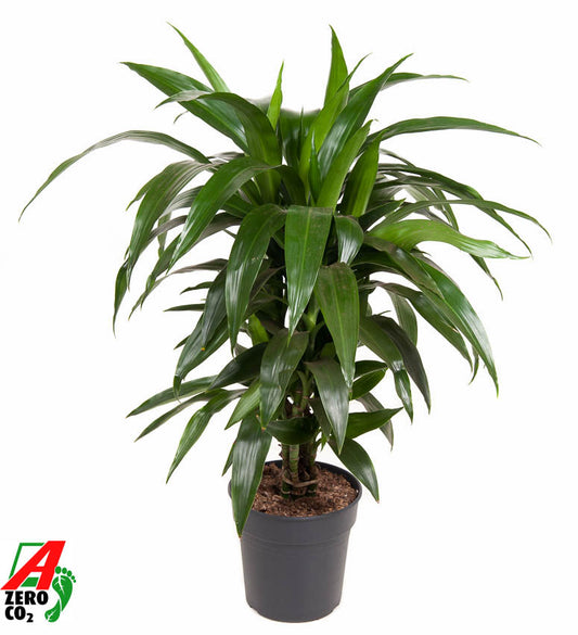 Dracaena fragrans Janet Craig 70cm 21cm Pot