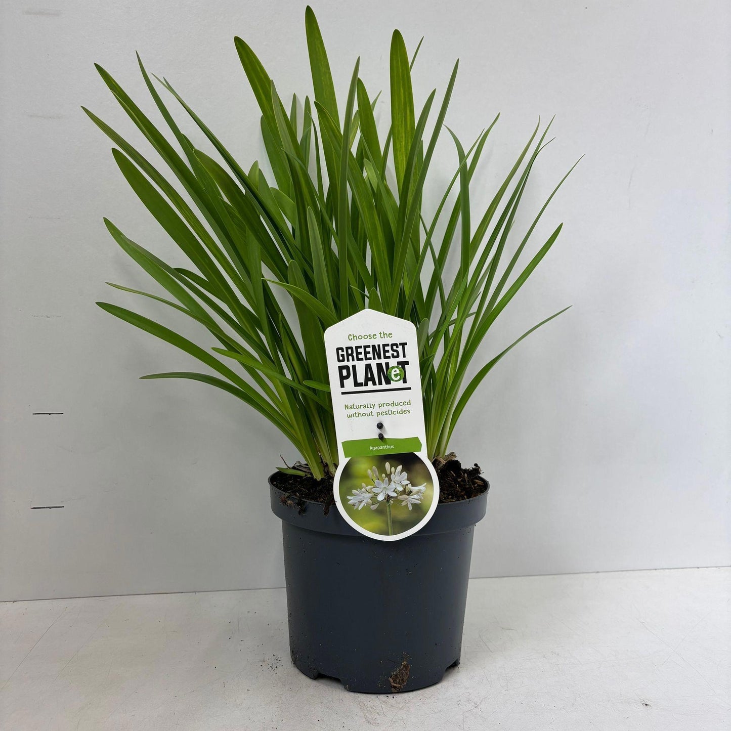 Agapanthus Leicester 55cm 26cm Pot