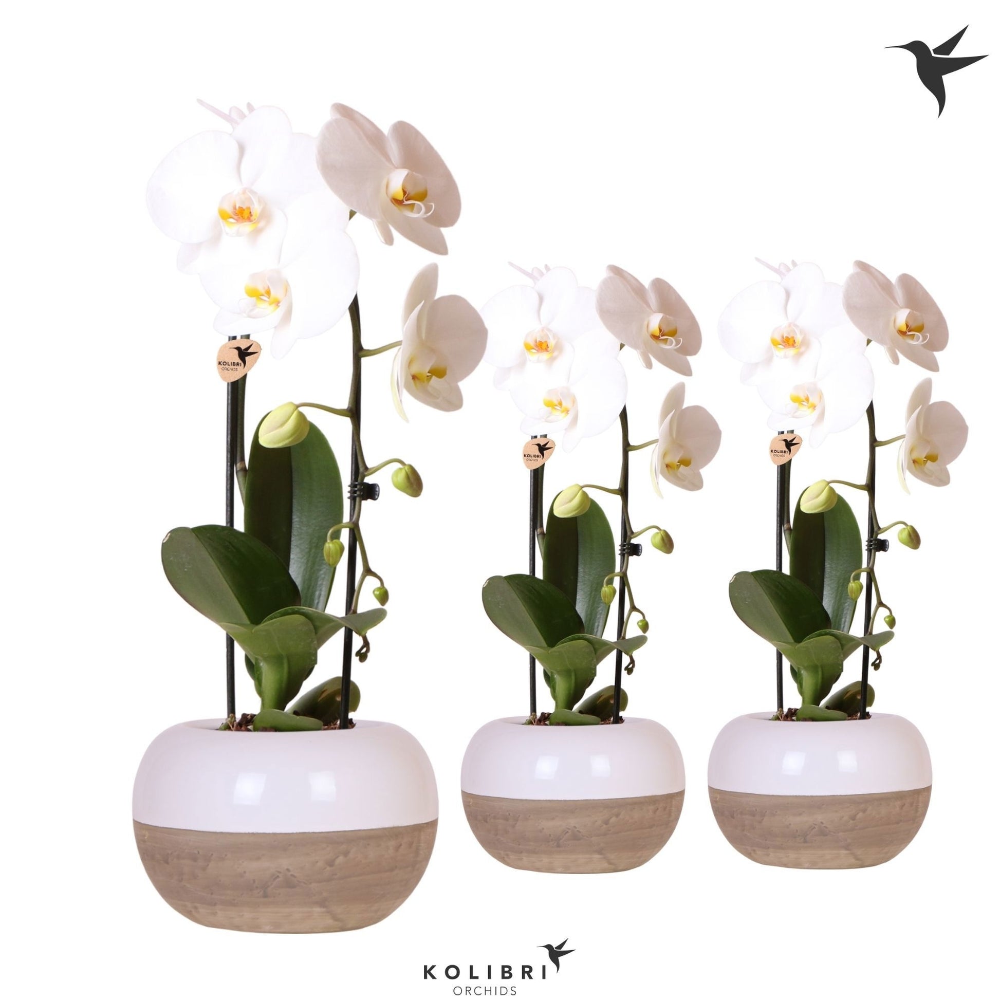 Phalaenopsis Elegant cascade 50cm 12cm Pot