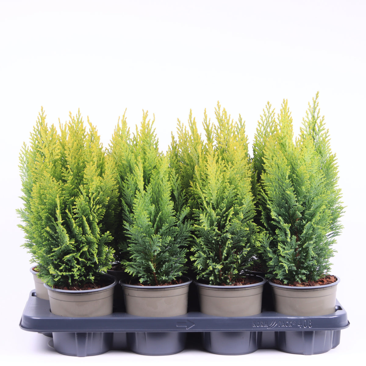 Chamaecyparis Ellwood's Empire 40cm 13cm Pot