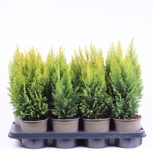 Chamaecyparis Ellwood's Empire 40cm 13cm Pot