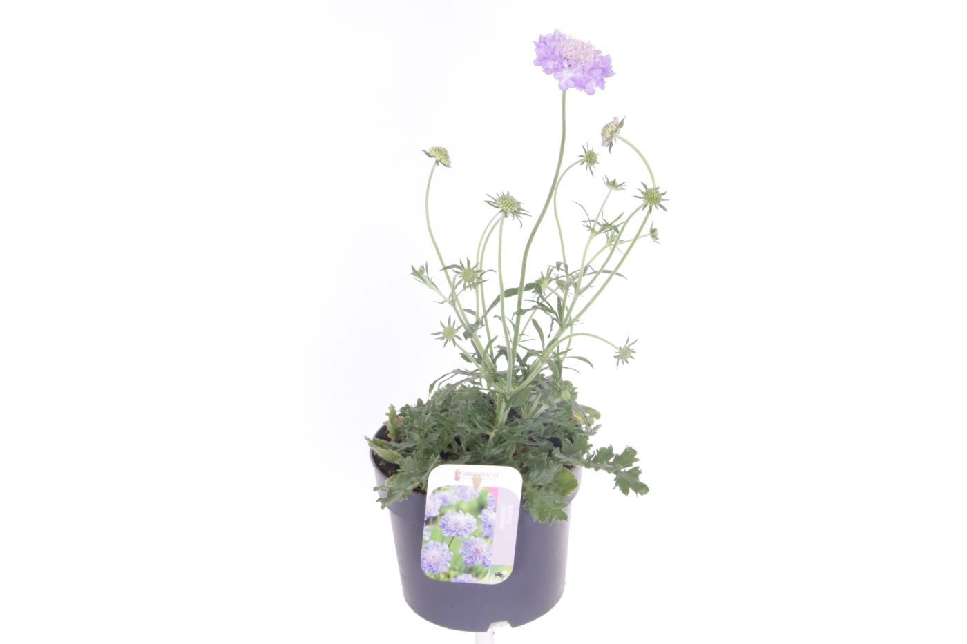 Scabiosa Butterfly Blue 45cm 17cm Pot