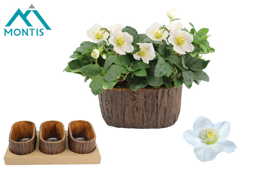 Helleborus niger Christmas Carol 14cm 9cm Pot