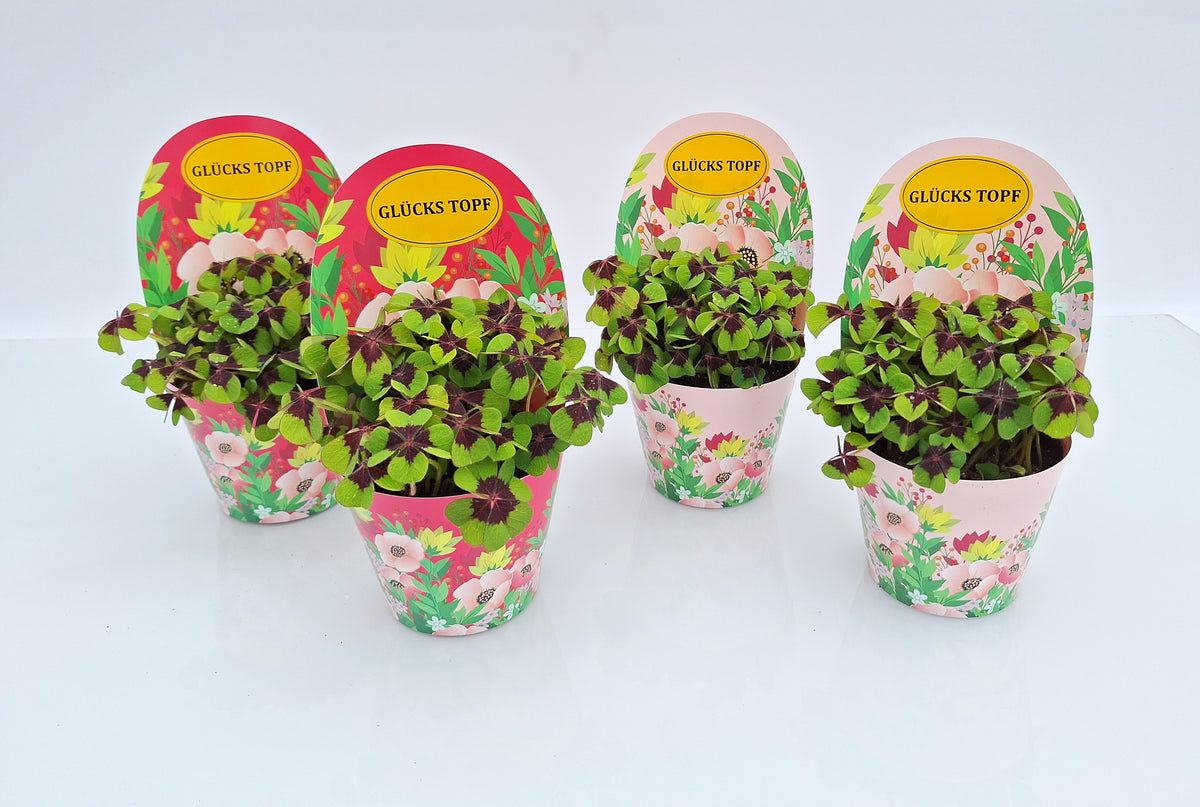 Oxalis deppei 18cm 9cm Pot