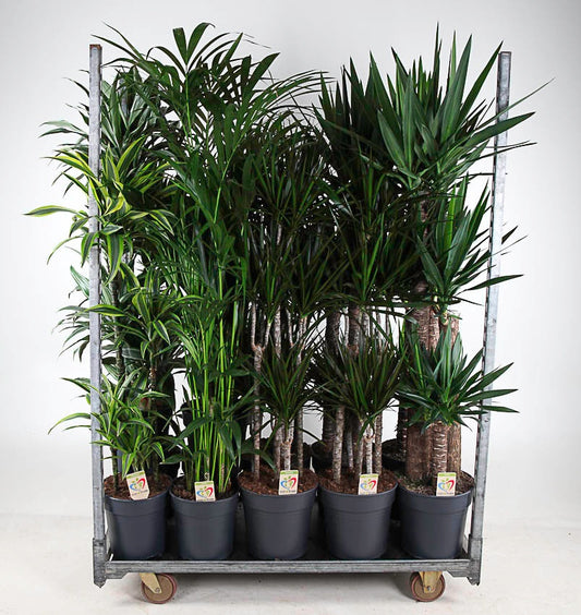 Foliage houseplants mix 150cm 31cm Pot