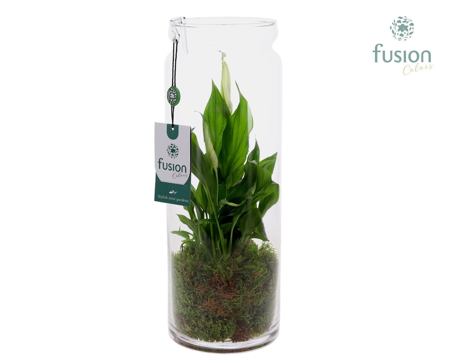 Glas Cilinder vaas met Spathiphyllum 35cm 12cm Pot