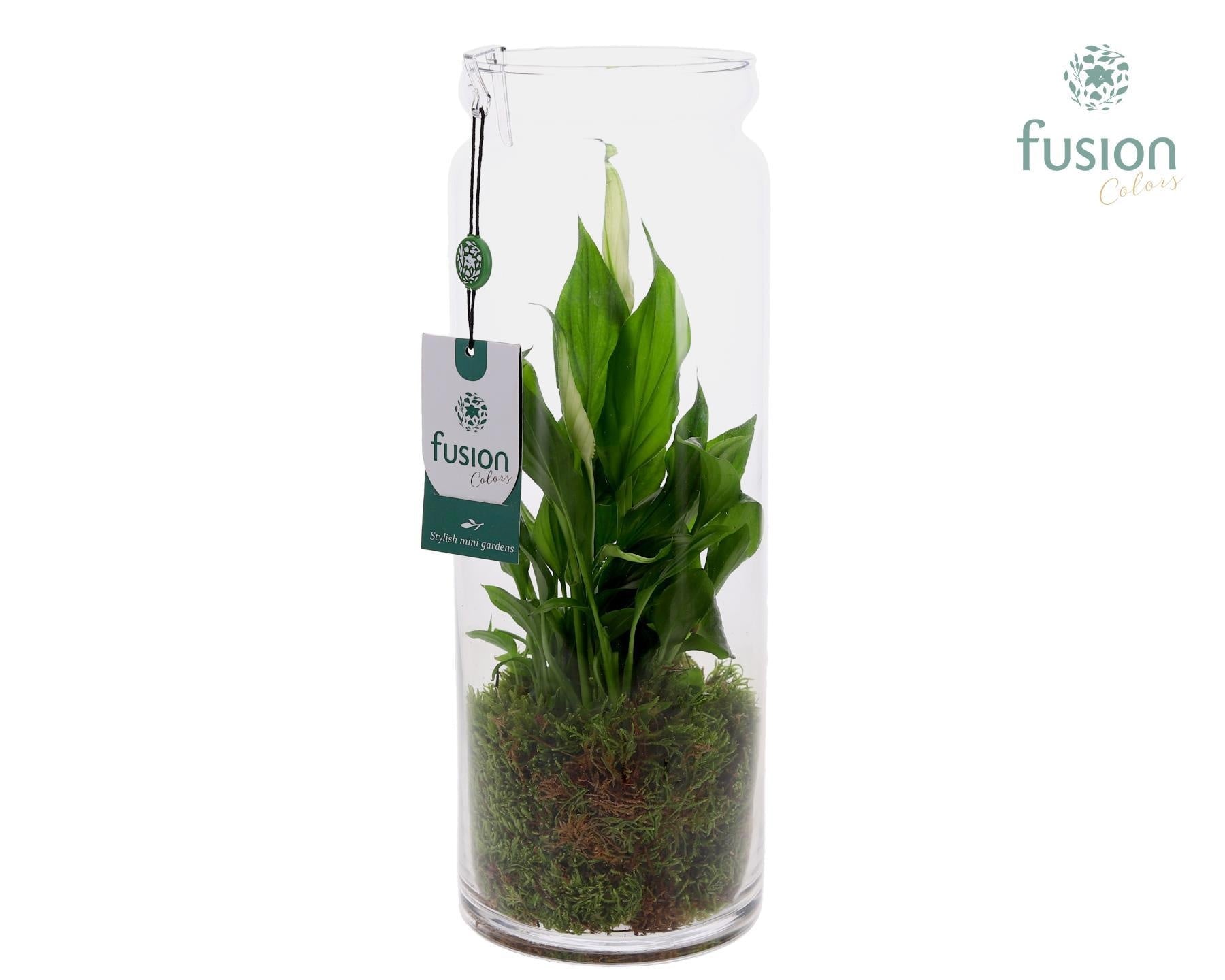 Glas Cilinder vaas met Spathiphyllum 35cm 12cm Pot