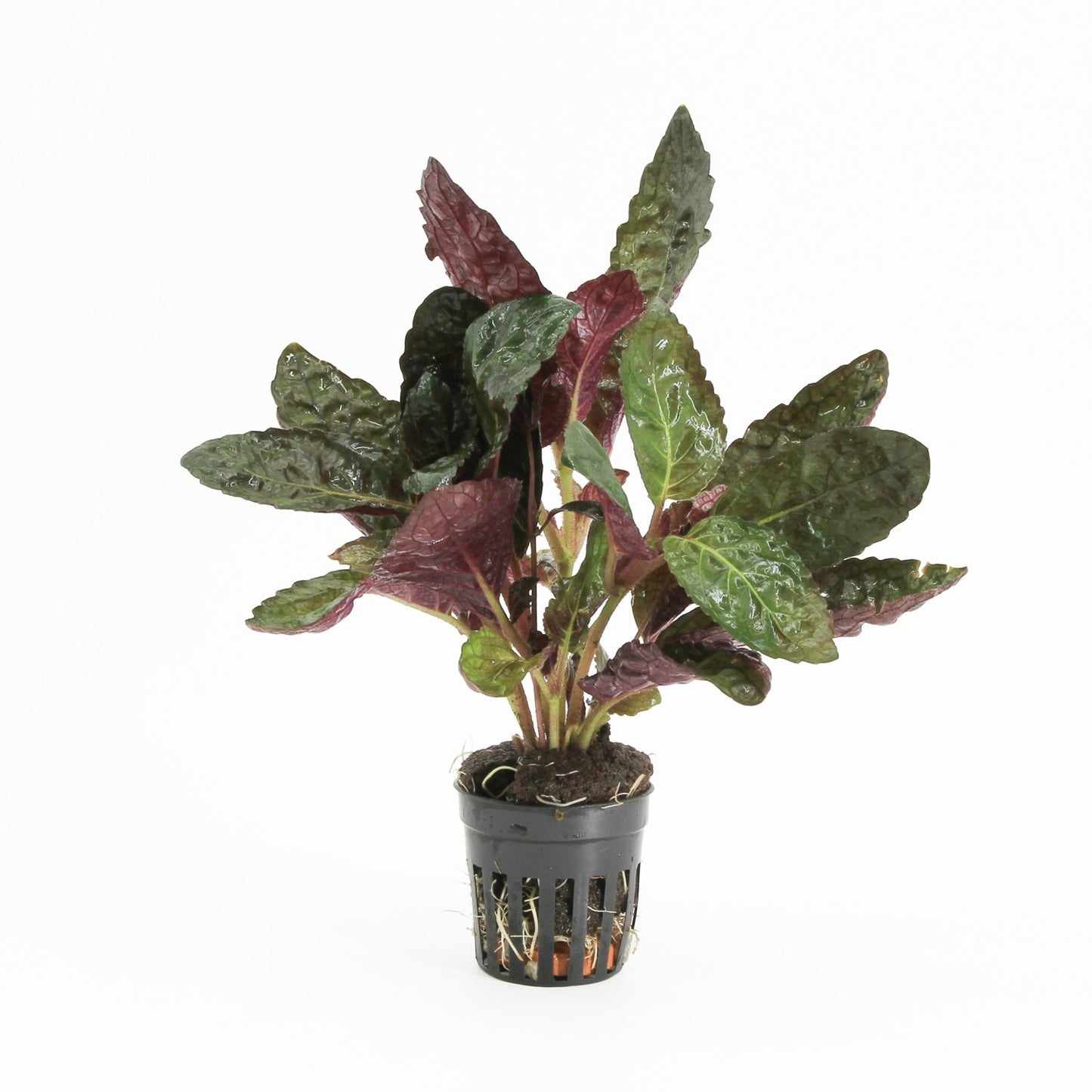 Waterplkw R. Moerings Hemigraphis Hybrid Pack of 6