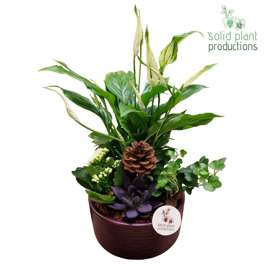 SCE003 Loes Purple Echeveria Mix 38cm 18cm Pot